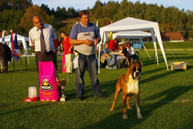 www.boxer-show.eu